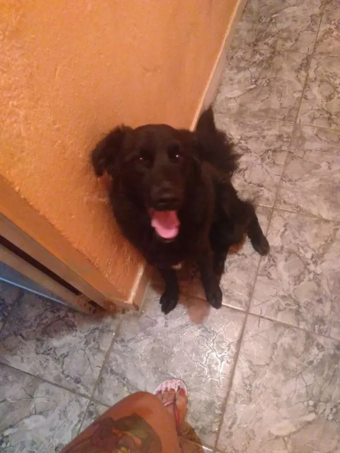 Cachorro ra a Vira lata idade 1 ano nome Apollo