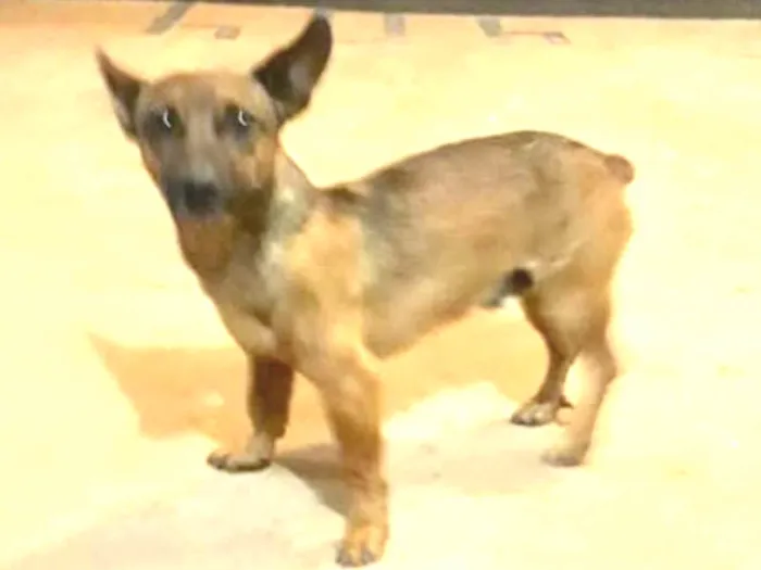 Cachorro ra a SRD  idade 1 ano nome Pluto 