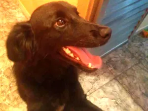 Cachorro raça Vira lata idade 1 ano nome Apollo