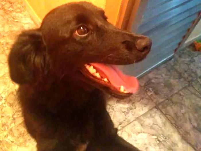 Cachorro ra a Vira lata idade 1 ano nome Apollo