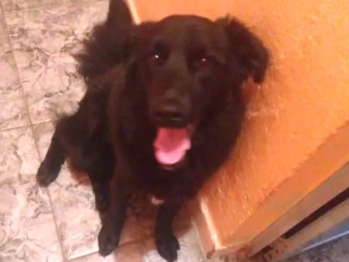 Cachorro ra a Vira lata idade 1 ano nome Apollo