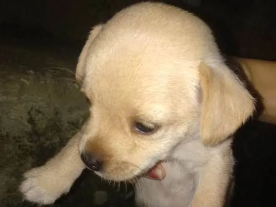 Cachorro ra a Pinscher  com maltês  idade Abaixo de 2 meses nome Sem nomes ainda