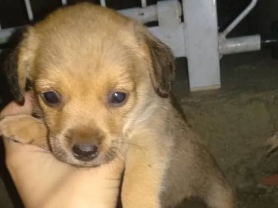 Cachorro ra a Pinscher  com maltês  idade Abaixo de 2 meses nome Sem nomes ainda