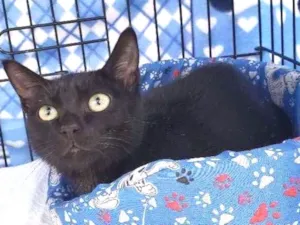 Gato raça SRD idade 2 a 6 meses nome Obama
