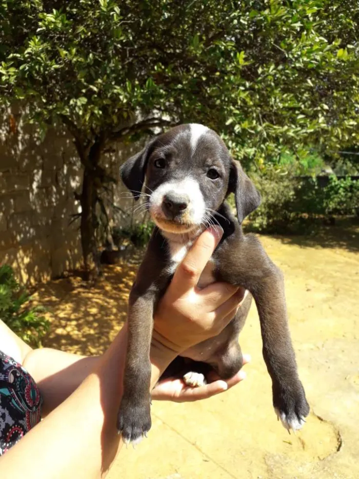 Cachorro raça Srd idade Abaixo de 2 meses nome Lindinha