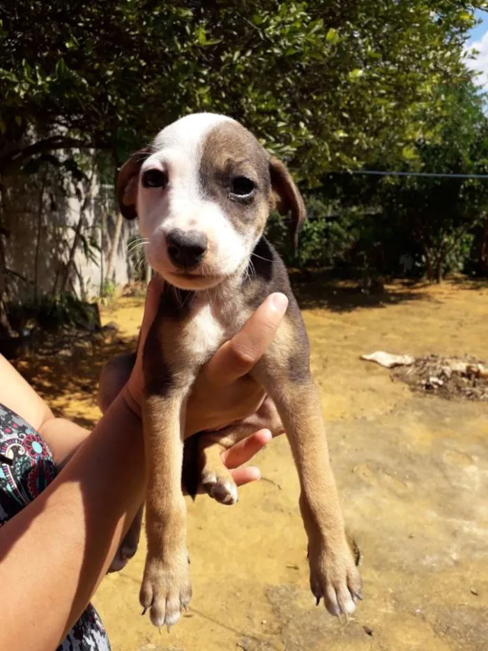 Cachorro raça Srd idade Abaixo de 2 meses nome Lindinha