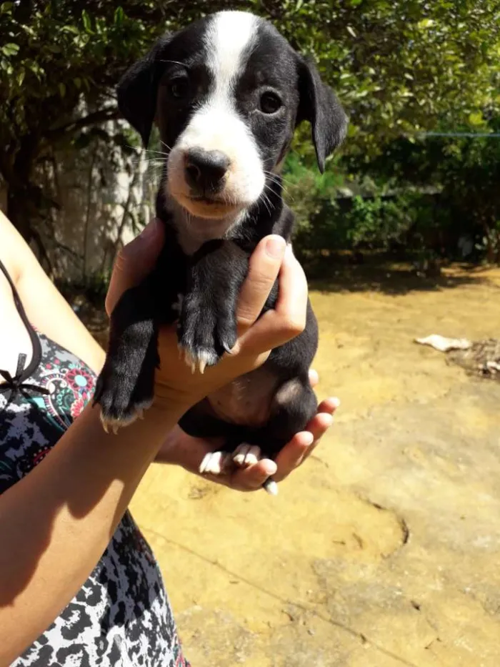 Cachorro raça Srd idade Abaixo de 2 meses nome Lindinha