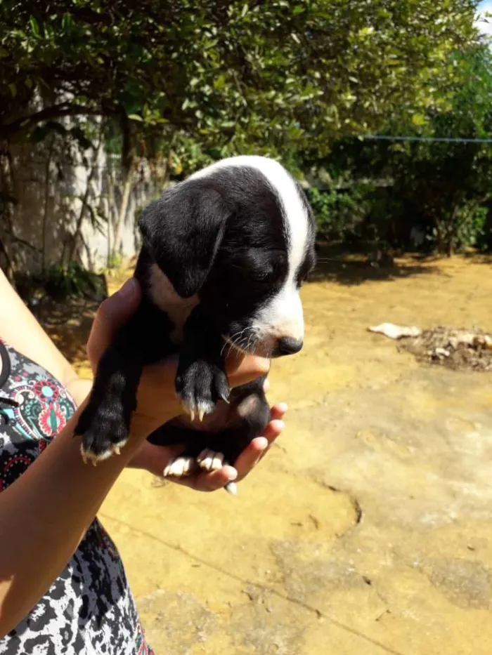 Cachorro raça Srd idade Abaixo de 2 meses nome Lindinha