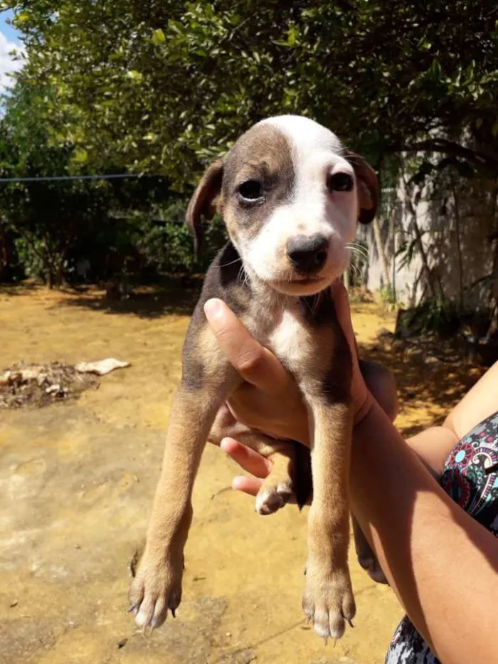Cachorro raça Srd idade Abaixo de 2 meses nome Lindinha2