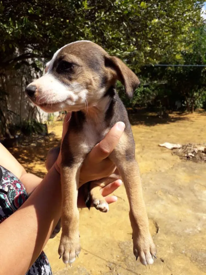 Cachorro raça Srd idade Abaixo de 2 meses nome Lindinha2