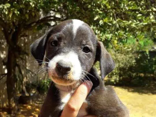 Cachorro raça Srd idade Abaixo de 2 meses nome Lindinha