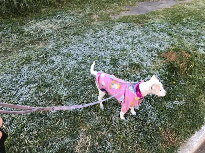 Cachorro ra a SRD idade 2 a 6 meses nome Nina