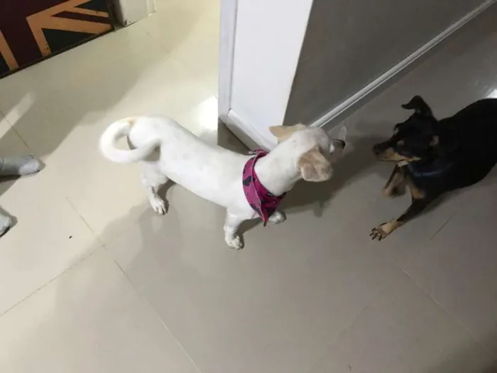 Cachorro ra a SRD idade 2 a 6 meses nome Nina