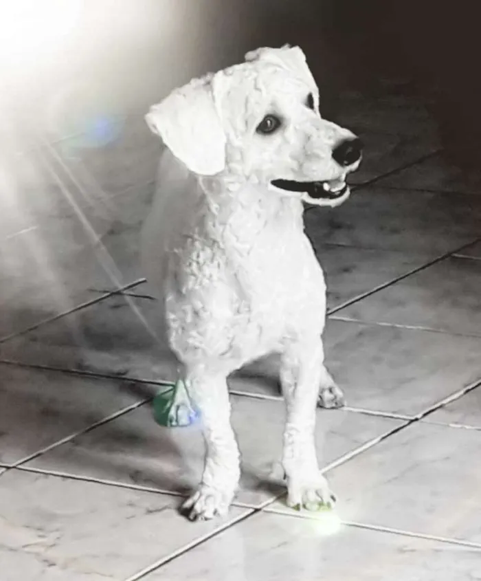 Cachorro raça Poodle idade 1 ano nome Max