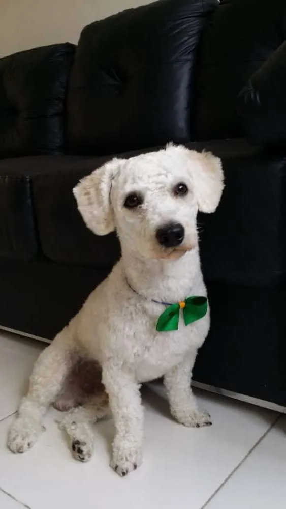 Cachorro raça Poodle idade 1 ano nome Max