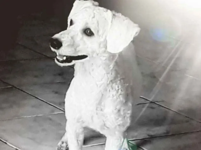 Cachorro raça Poodle idade 1 ano nome Max