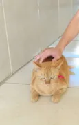 Galeguinho