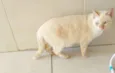 Galeguinho
