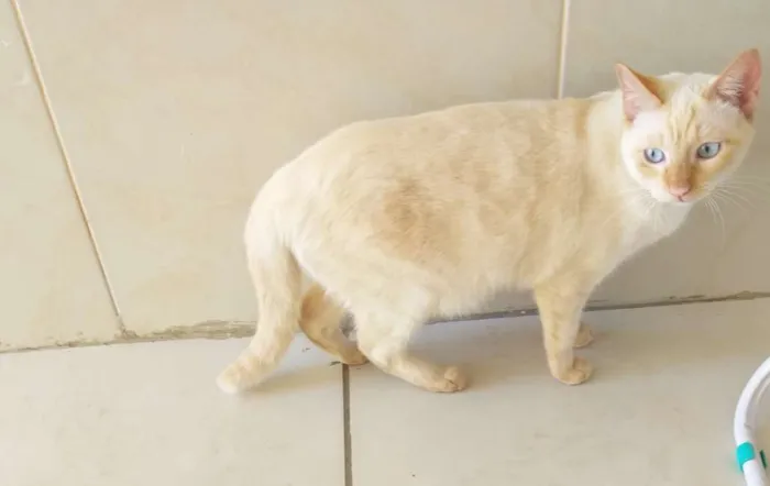 Gato raça  idade 2 a 6 meses nome Galeguinho