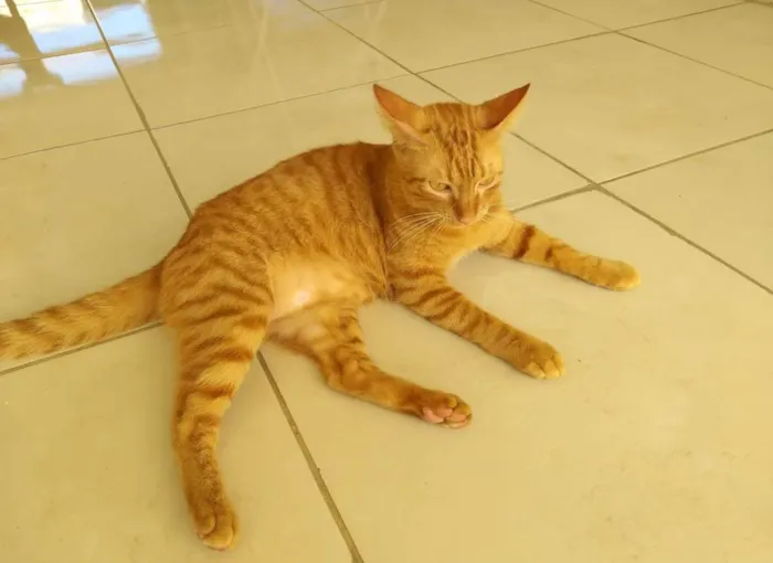 Gato raça  idade 2 a 6 meses nome Galeguinho