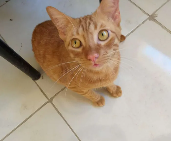 Gato raça  idade 2 a 6 meses nome Ferrugi