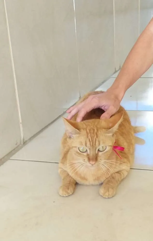 Gato raça  idade 2 anos nome Xana 
