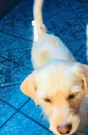 Cachorro ra a Vira lata idade 1 ano nome Bob