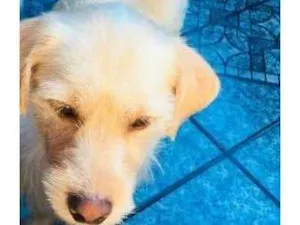 Cachorro raça Vira lata idade 1 ano nome Bob