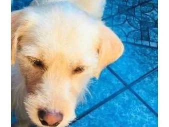 Cachorro ra a Vira lata idade 1 ano nome Bob