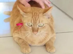 Gato raça  idade 2 anos nome Xana 