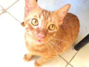 Gato raça  idade 2 a 6 meses nome Ferrugi
