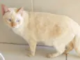 Galeguinho