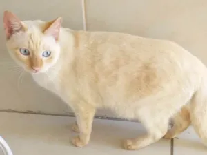 Gato raça  idade 2 a 6 meses nome Galeguinho