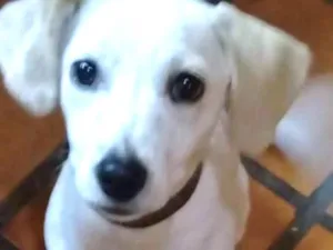 Cachorro raça SRD idade 2 a 6 meses nome Nina