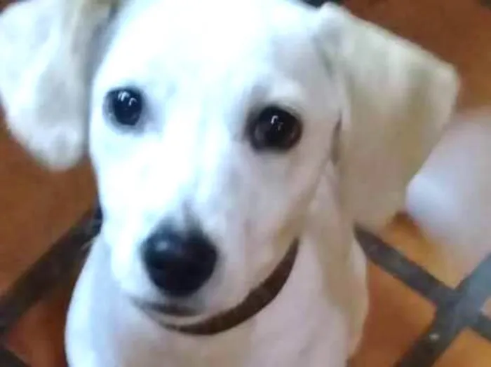 Cachorro ra a SRD idade 2 a 6 meses nome Nina