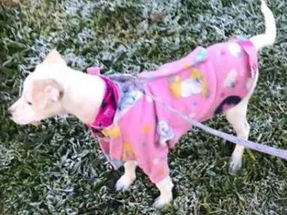 Cachorro ra a SRD idade 2 a 6 meses nome Nina