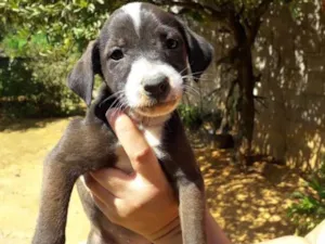 Cachorro raça Srd idade Abaixo de 2 meses nome Lindinha