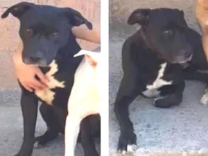 Cachorro raça Mestiço de pitbull idade 4 anos nome Brutus