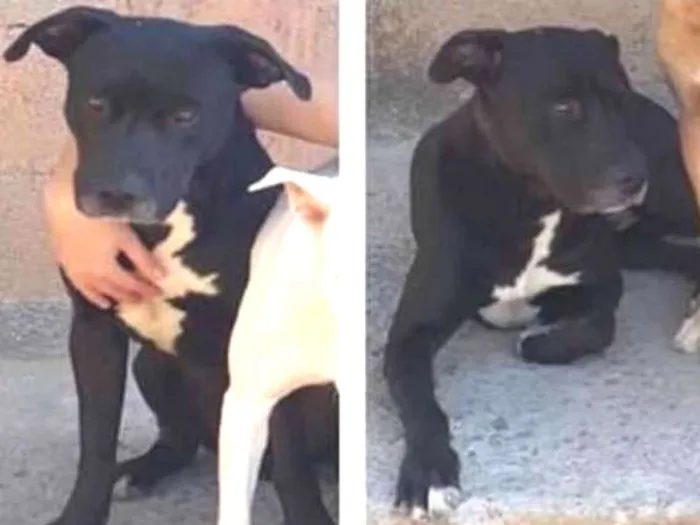 Cachorro ra a Mestiço de pitbull idade 4 anos nome Brutus