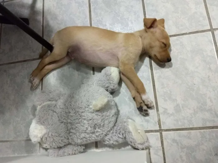Cachorro raça Acho que é Vira Lata idade 2 a 6 meses nome Raulf