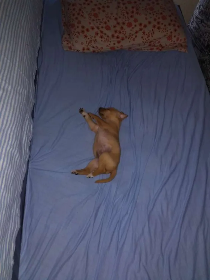 Cachorro raça Acho que é Vira Lata idade 2 a 6 meses nome Raulf