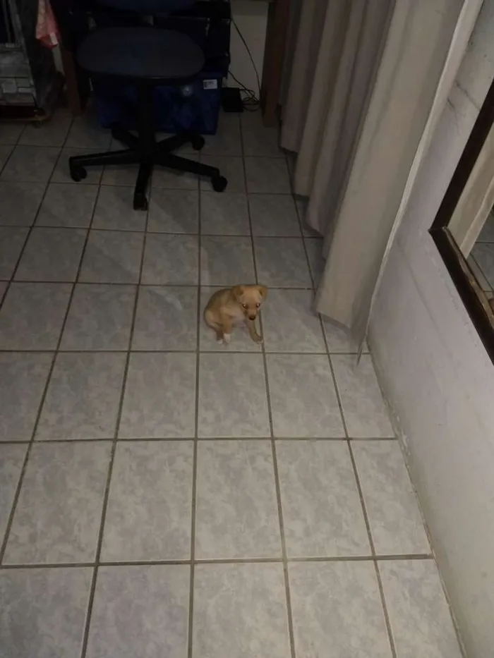 Cachorro raça Acho que é Vira Lata idade 2 a 6 meses nome Raulf