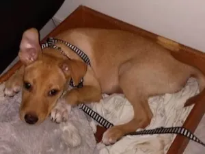 Cachorro raça Acho que é Vira Lata idade 2 a 6 meses nome Raulf
