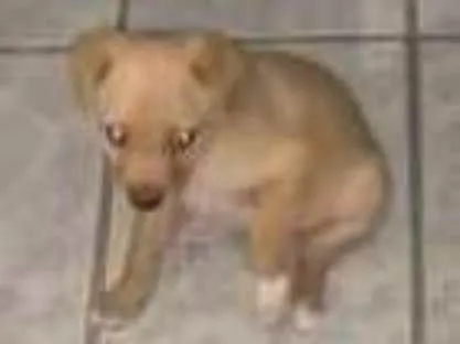 Cachorro raça Acho que é Vira Lata idade 2 a 6 meses nome Raulf