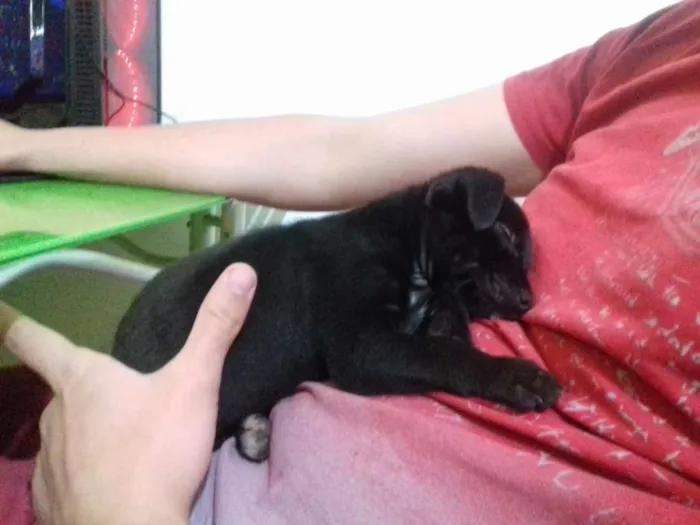 Cachorro ra a Srd idade 2 a 6 meses nome Mini