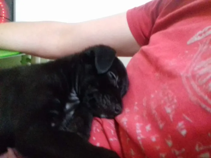 Cachorro ra a Srd idade 2 a 6 meses nome Mini