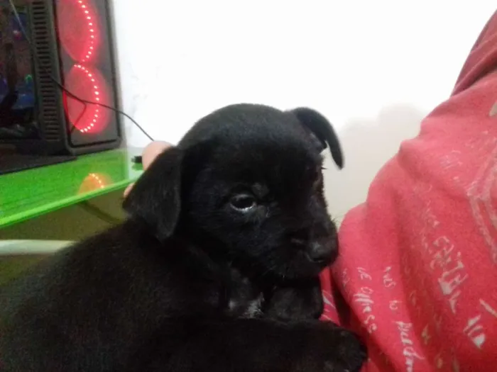 Cachorro ra a Srd idade 2 a 6 meses nome Mini