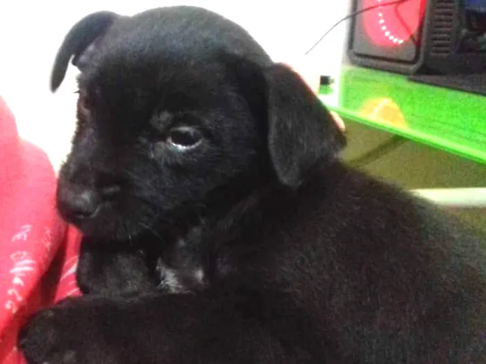 Cachorro ra a Srd idade 2 a 6 meses nome Mini