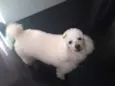 Bibi
