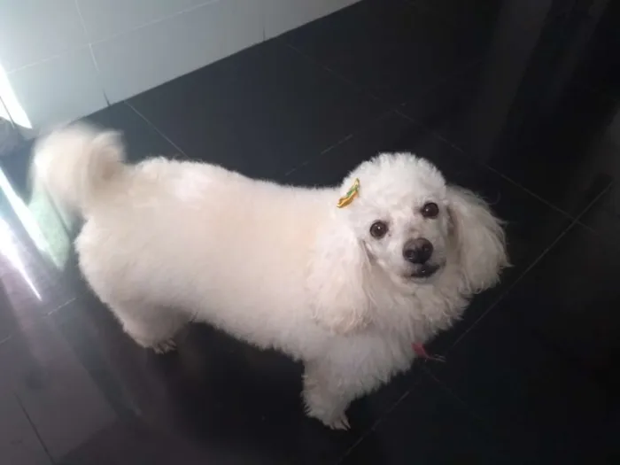 Cachorro ra a Poodle idade 6 ou mais anos nome Bibi